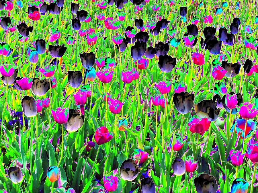 Tulip Photograph - Tulips - Field With Love - PhotoPower 2009 by Pamela Critchlow