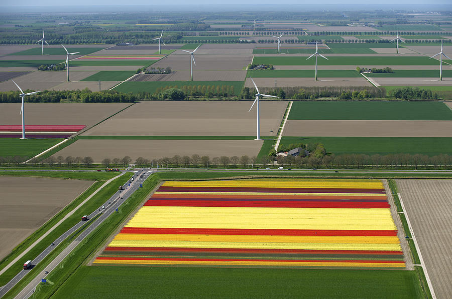 Tulip Photograph - Tulips Fields, Zeewolde by Bram van de Biezen