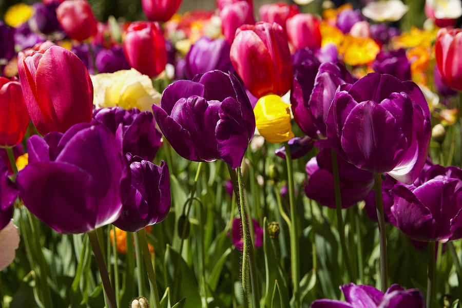 Tulips Floriade 2013 Canberra Photograph by Anna Calvert - Pixels