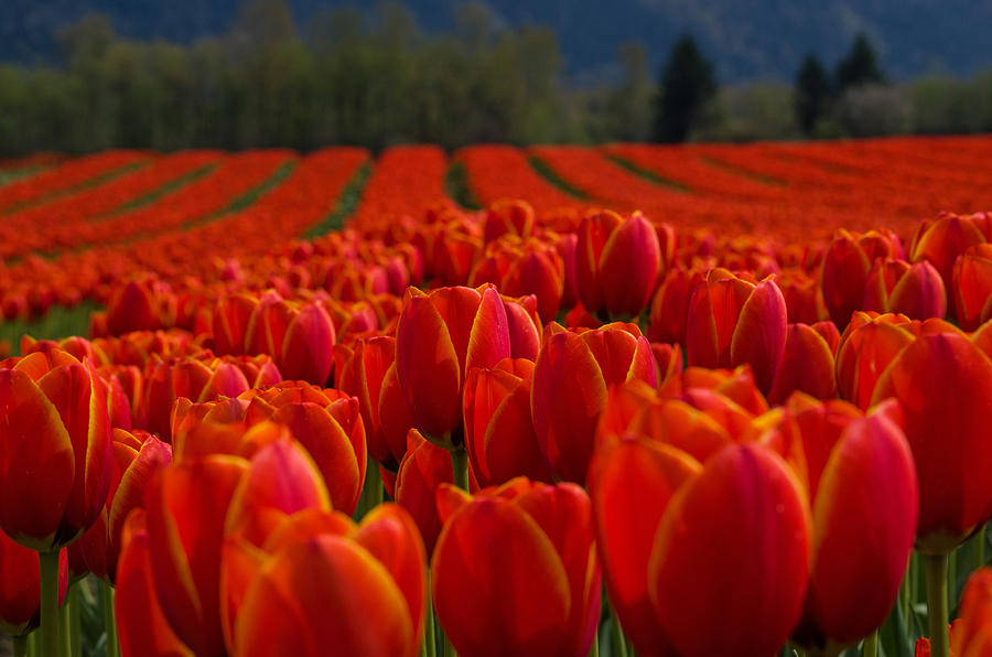 Tulips For Miles Photograph by Jordan Blackstone