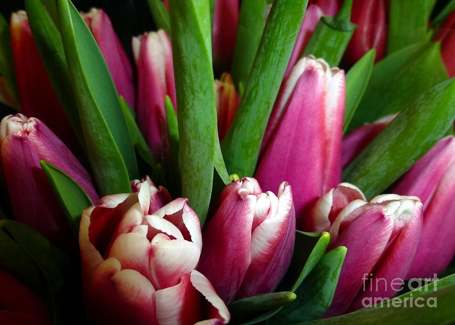 Tulips For Sale Photograph by Barbie Corbett-Newmin