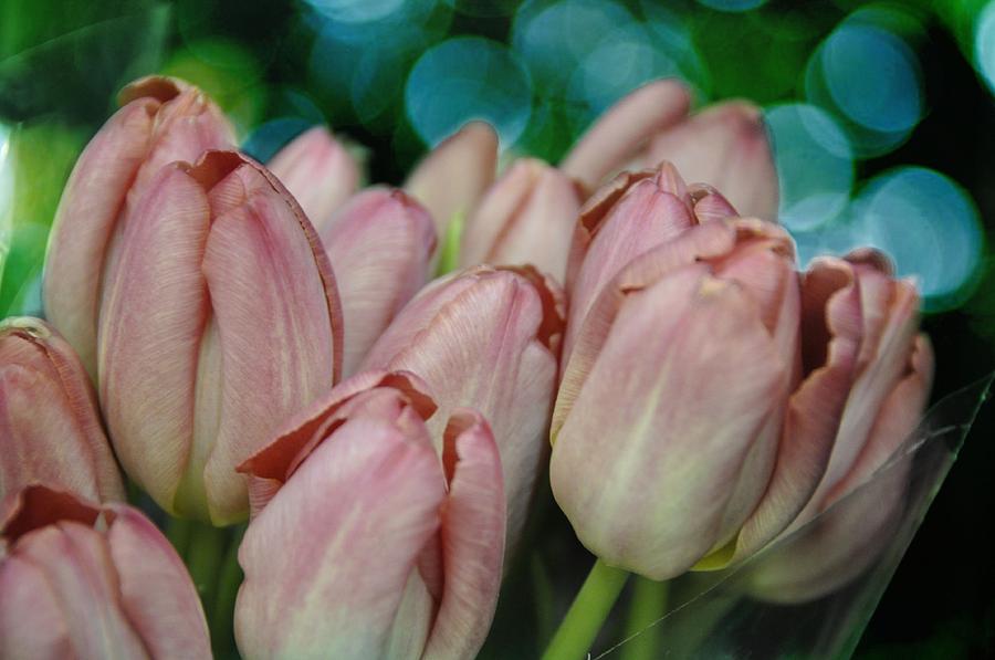Tulip Photograph - Tulips For You by Jan Amiss Photography