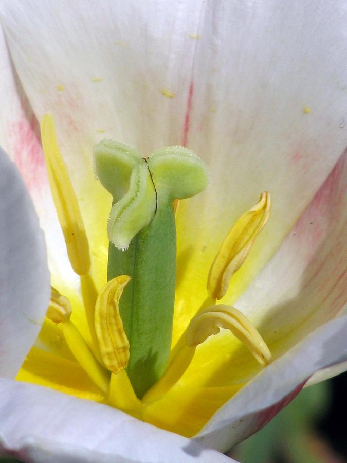 Tulips - Forgiveness Is Bliss 01 Photograph by Pamela Critchlow
