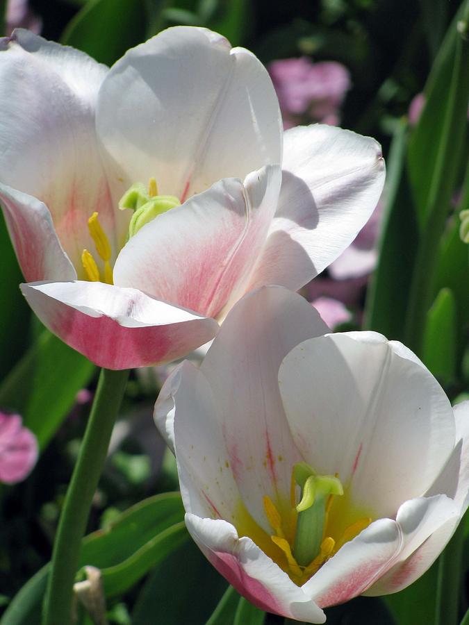 Tulips - Forgiveness Is Bliss 02 Photograph by Pamela Critchlow
