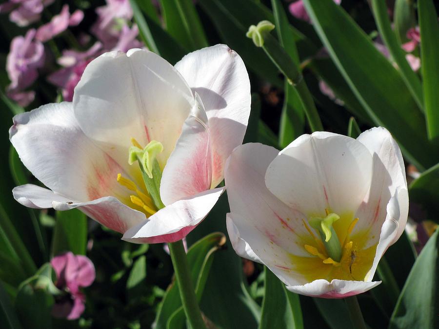 Tulips - Forgiveness Is Bliss 03 Photograph by Pamela Critchlow