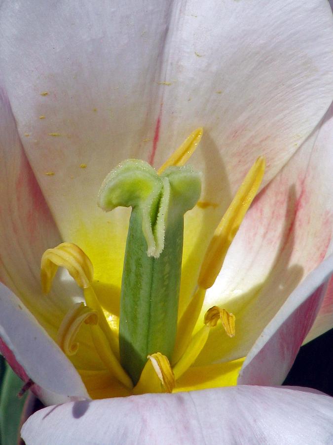 Tulips - Forgiveness Is Bliss 04 Photograph by Pamela Critchlow