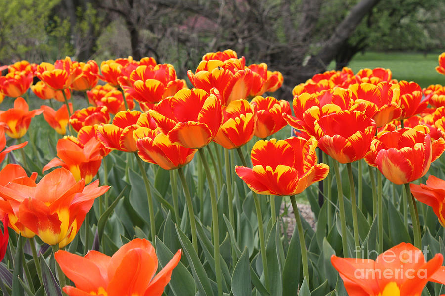Flower Photograph - Tulips from Brooklyn by John Telfer