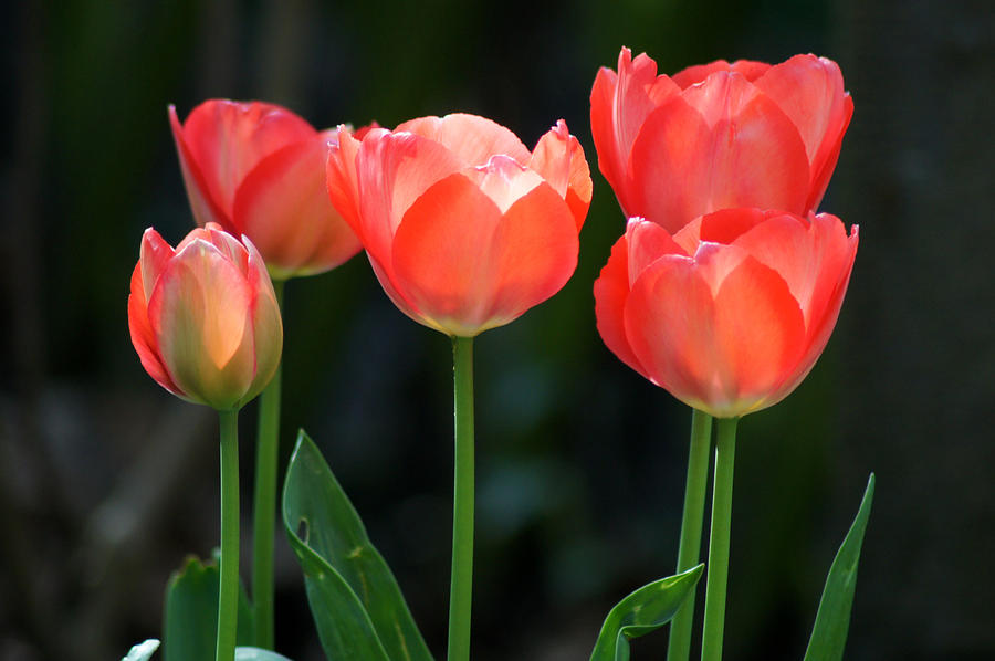 tulips from Holland by Jolly Van der Velden tulips from Holland by Jolly Van der Velden