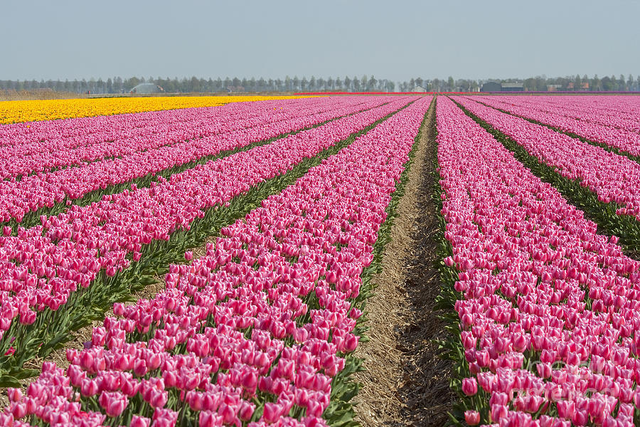 Tulips from Holland Photograph by Patricia Hofmeester