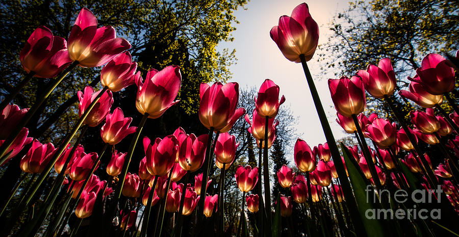 Tulip Photograph - Tulips from Istanbul by Merthan Kortan
