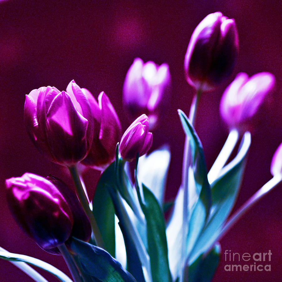 Purple Tulips Photograph by Silva Wischeropp