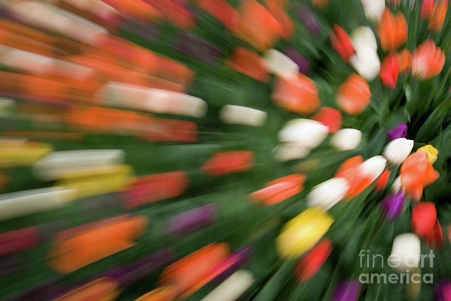 Tulips Gone Wild Abstract Photograph by Linda Matlow