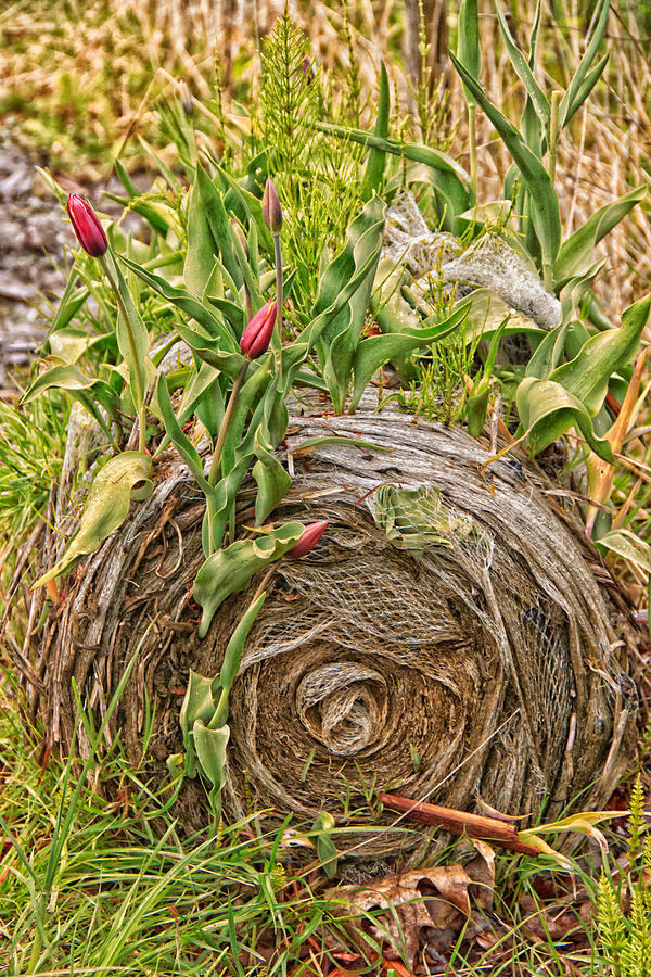 Tulips gone wild on a hay bale  Photograph by Eti Reid