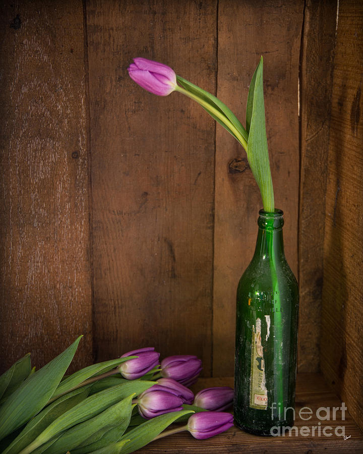 Tulips Green Bottle Photograph by Alana Ranney