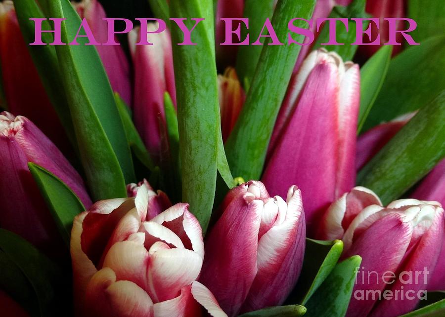 Tulips Happy Easter Card Photograph by Barbie Corbett-Newmin