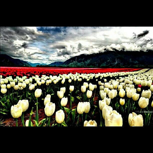 Nature Photograph - #tulips #heaven #breeze #hd #dslr by Chill Meister