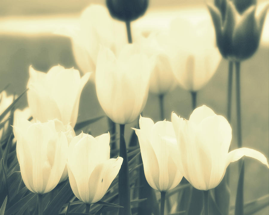Tulips I Black White I Photograph by Joan Han