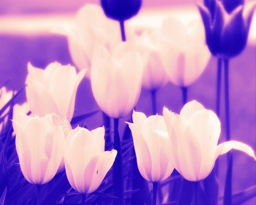 Tulips I Purple Photograph by Joan Han