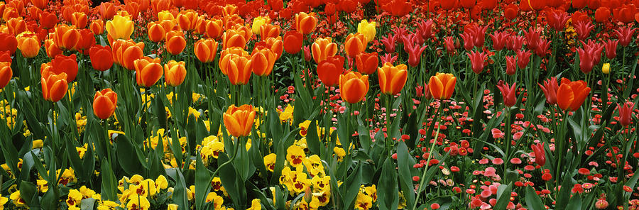 Tulips In A Field, St. Jamess Park Photograph by Panoramic Images