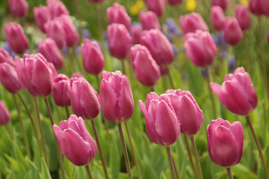 Tulip Photograph - Tulips In A Gentle Breeze by Jeff Swan