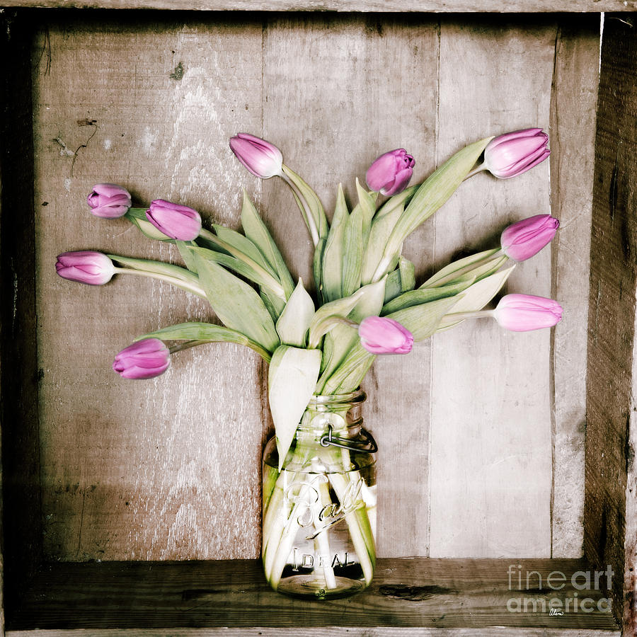 Tulips in a Mason Jar Photograph by Alana Ranney