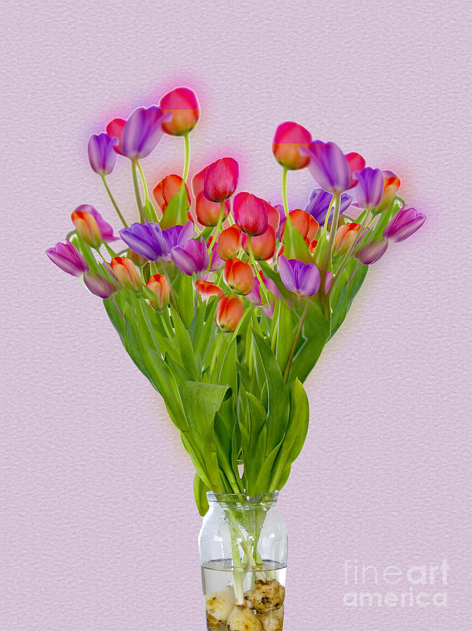Tulips in a vase of water Photograph by Ilan