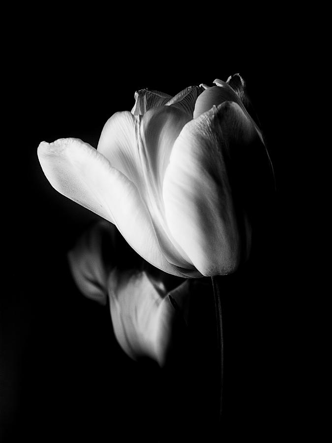 Tulips In Black and White Photograph by Julie Palencia