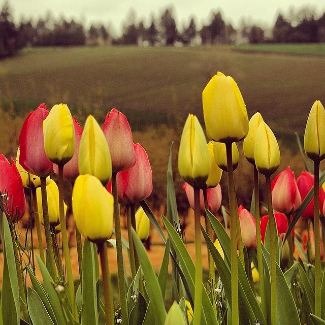 Tulips In Bloom Everywhere Here In Photograph by Mike Warner