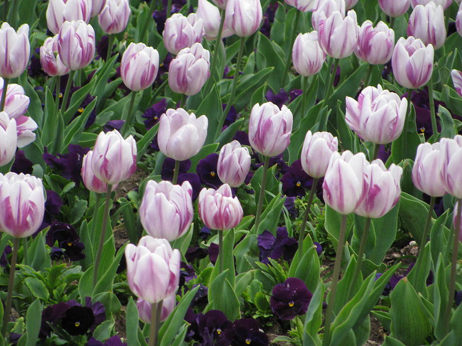 Tulips in Bloom on the Campus of Texas Christian Univerisity Photograph by Shawn Hughes