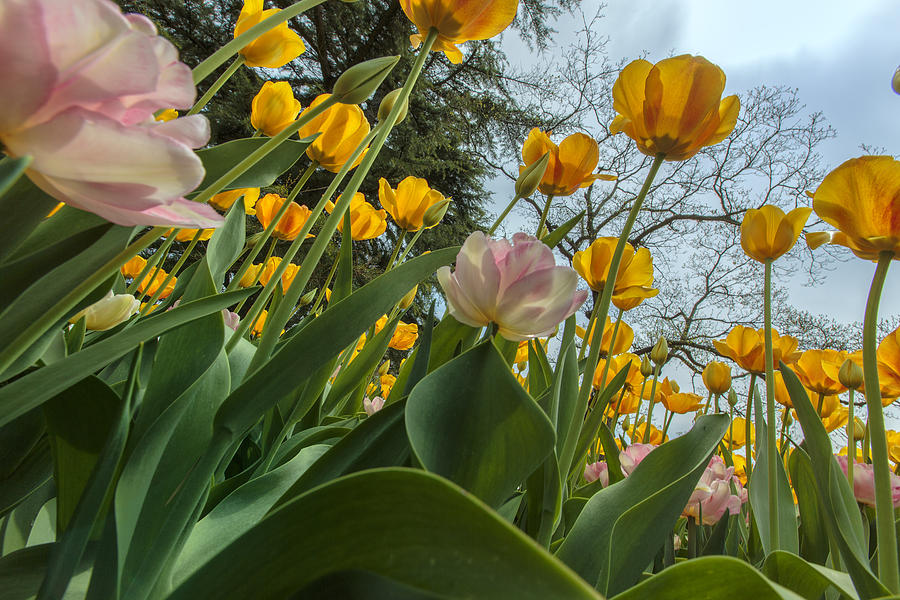 Tulip Photograph - Tulips In Bloom by Rick Berk