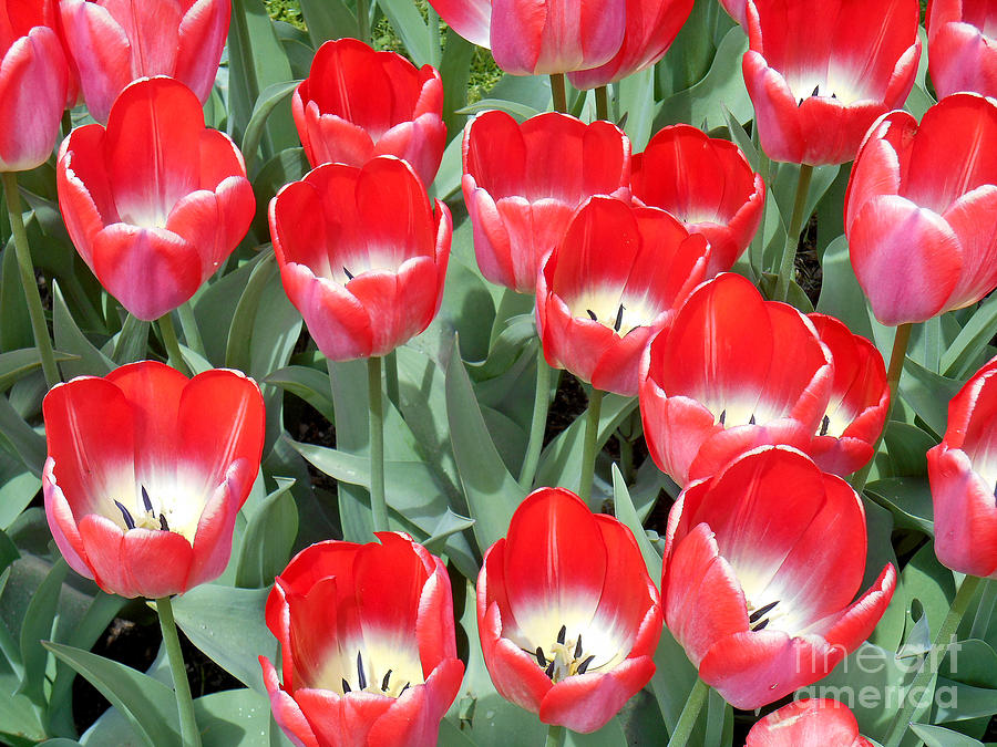 Tulips in Boston - 1 Photograph by Tom Doud