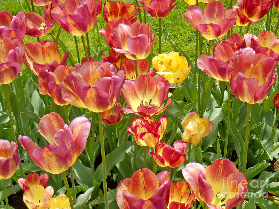 Tulips in Boston - 2 Photograph by Tom Doud