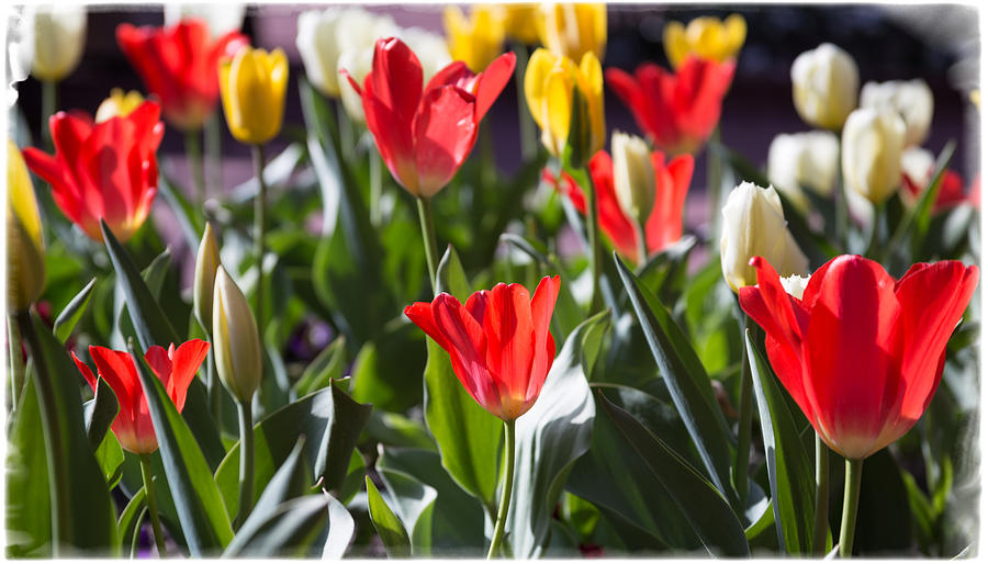 Tulips in Boulder Photograph by Carl Clay | Fine Art America