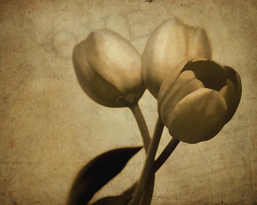 Nature Photograph - Tulips in Bronze by David and Carol Kelly