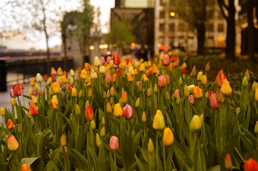Chicago Photograph - Tulips in Chicago by Miguel Winterpacht
