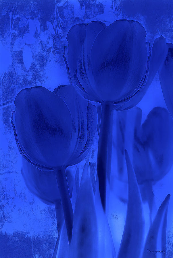 Tulip Photograph - Tulips in Cobalt Blue by Dyle   Warren