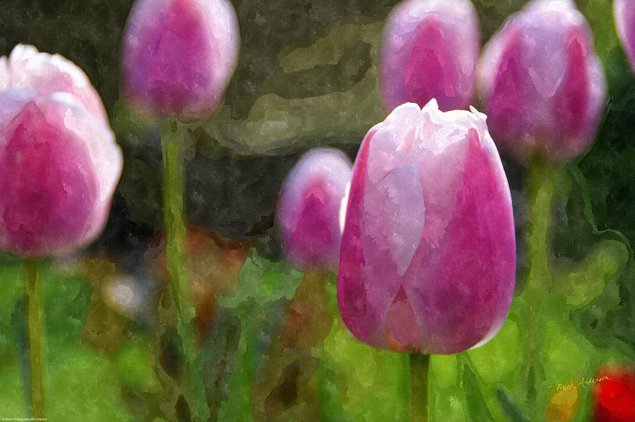 Tulips in Digital Watercolor Photograph by Mick Anderson
