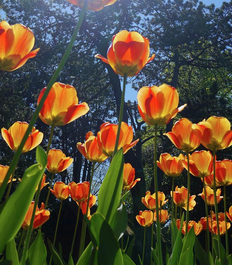 Tulips In Full Bloom In A Park In Summer Photograph by Leverstock