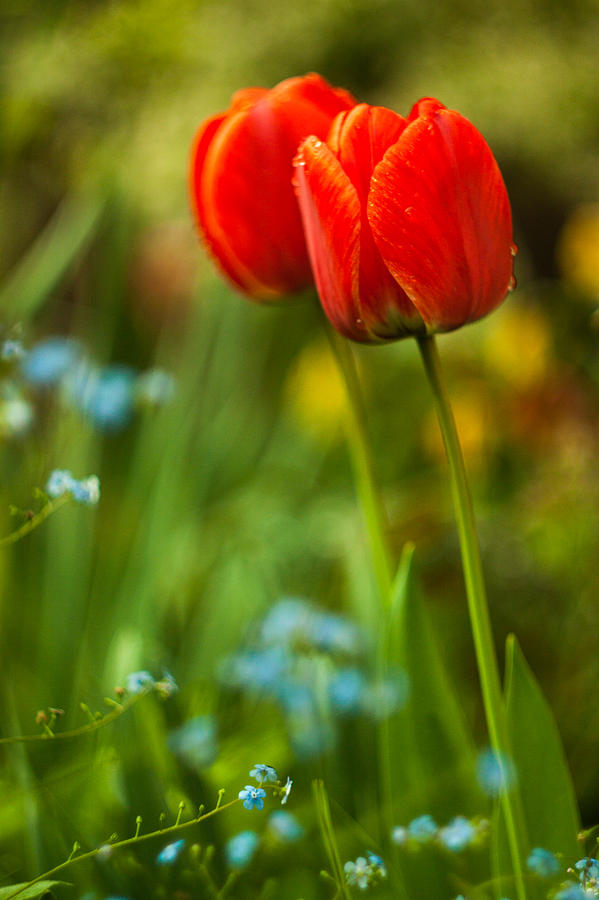 Tulips in garden Photograph by Davorin Mance