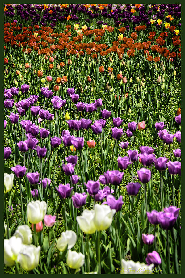 Tulips in Holland Photograph by LeeAnn McLaneGoetz McLaneGoetzStudioLLCcom