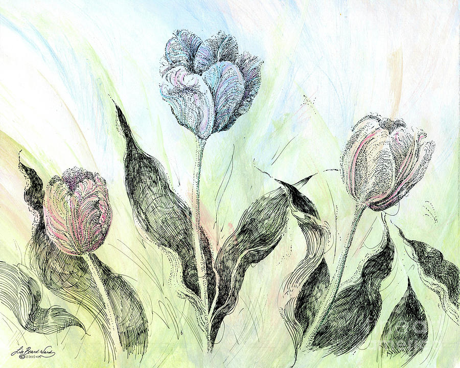 Tulips in Ink Drawing by Lizi Beard-Ward