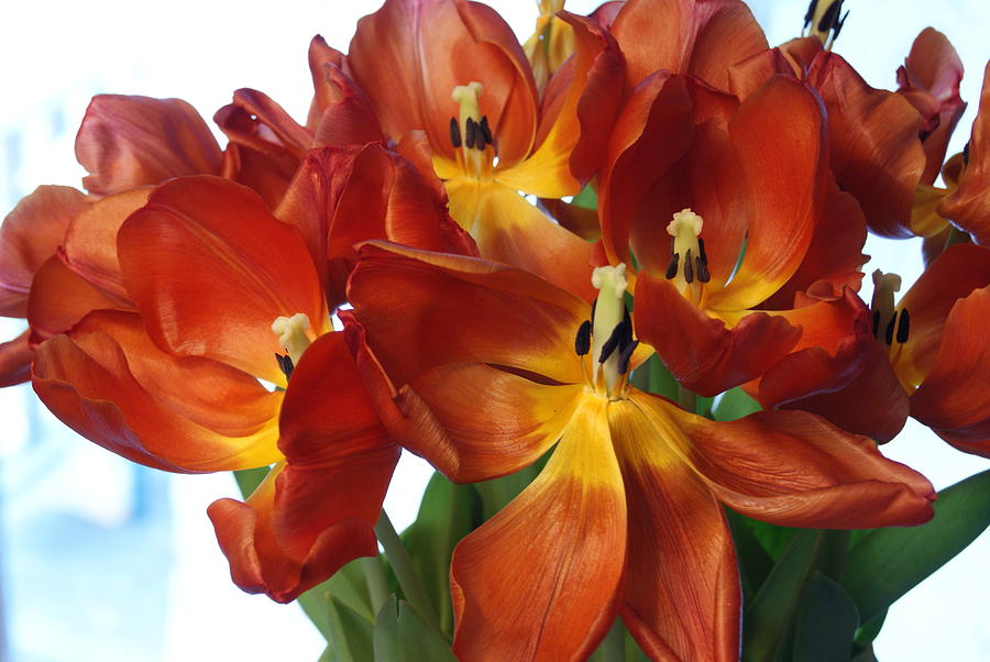 Tulips in Open Splendor Photograph by Margie Avellino