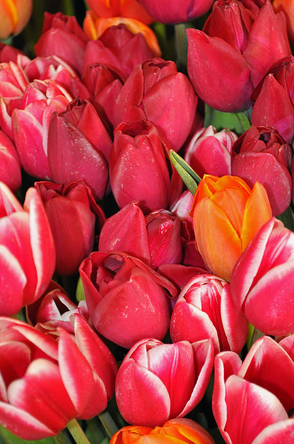 Tulips in Pike Place Market Photograph by Bruce Gourley
