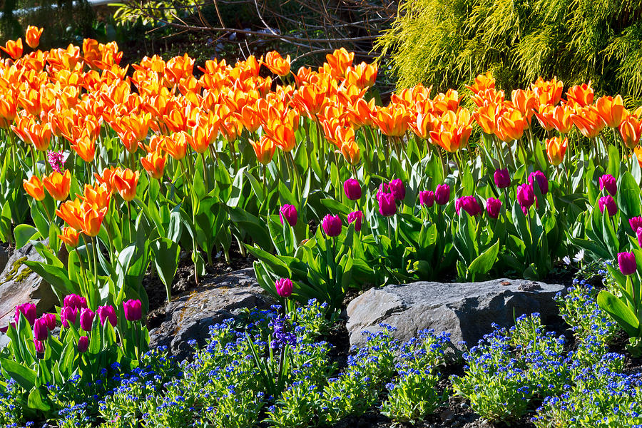 Tulips in Queen Elizabeth Park Photograph by Michael Russell