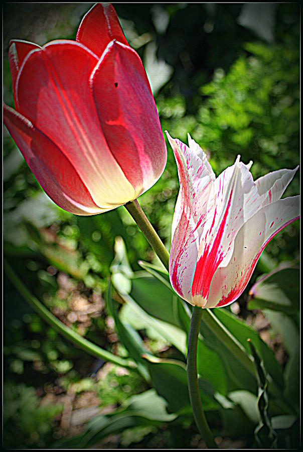 Tulips in Red and White Photograph by Dora Sofia Caputo