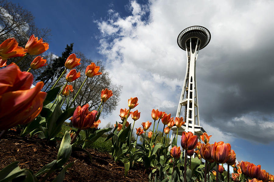 Tulips in Seattle Photograph by Yoshiki Nakamura