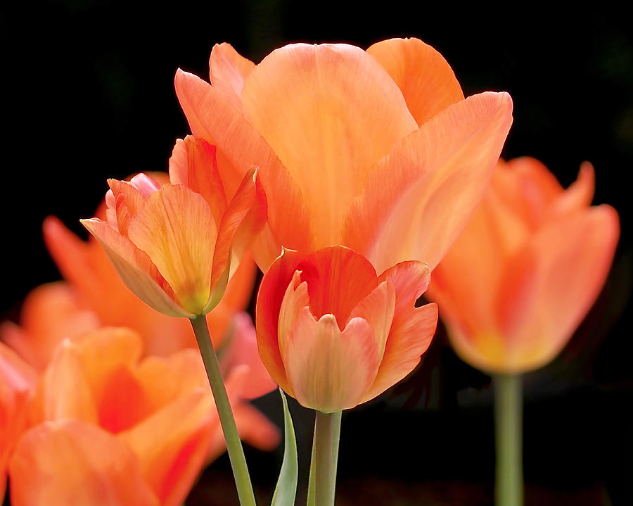 Tulip Photograph - Tulips in Shades of Orange by Rona Black