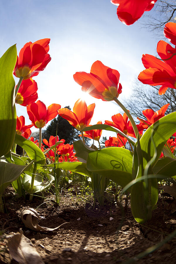 Tulips in spring Photograph by Alexey Stiop