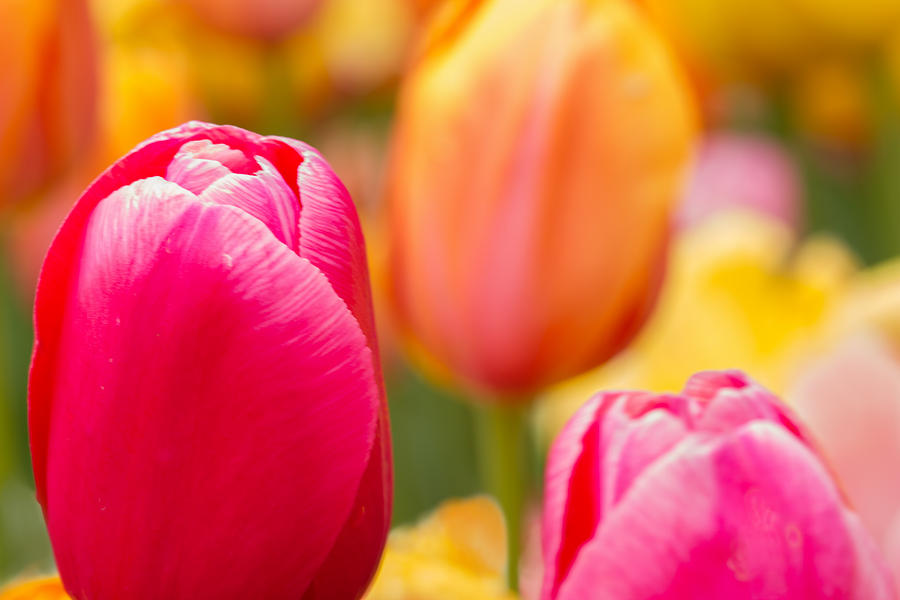 Tulips in Spring Colors Photograph by Lindley Johnson