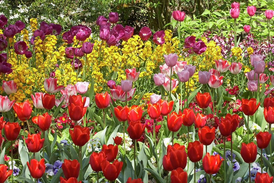 London Photograph - Tulips In St Jamess Park, London by David Wall